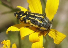 Acmaeodera amplicollis
