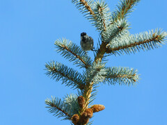 Poecile montanus