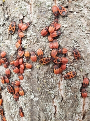 Pyrrhocoris apterus