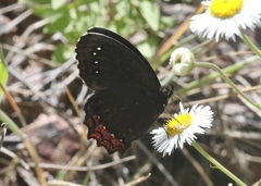 Gyrocheilus patrobas