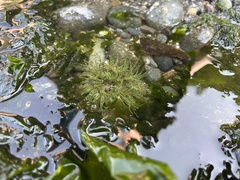 Anthopleura artemisia