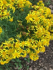 Jacobaea