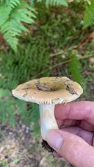 Russula cerolens