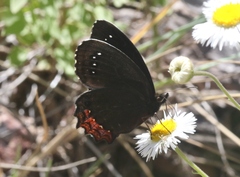 Gyrocheilus patrobas