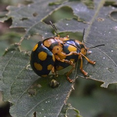 Platyphora mirabilis
