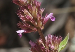 Agastache