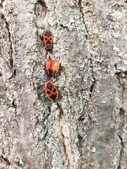 Pyrrhocoris apterus