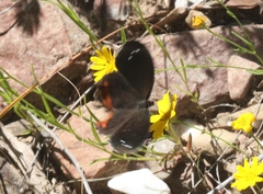 Gyrocheilus patrobas