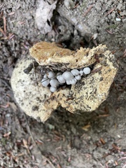 Asterophora parasitica