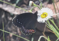 Gyrocheilus patrobas