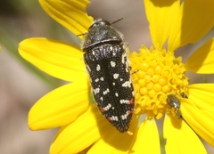 Acmaeodera rubronotata