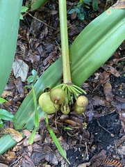 Asparagaceae