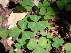 Oxalis oregana
