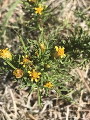 Dyssodia papposa