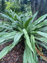 Asparagaceae