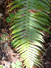 Polystichum munitum