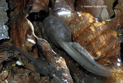 Salamandrina perspicillata