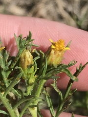 Dyssodia papposa