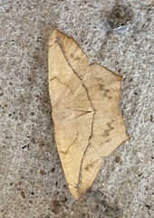 Prochoerodes lineola