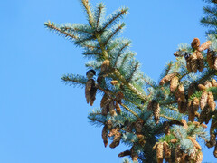 Poecile montanus
