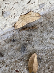 Prochoerodes lineola