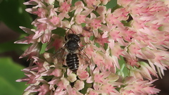 Megachile rotundata