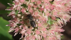 Megachile rotundata