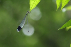 Megaloprepus diaboli