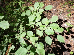Corylus cornuta