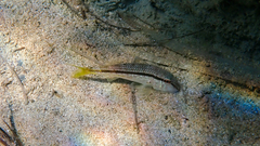 Mullus barbatus