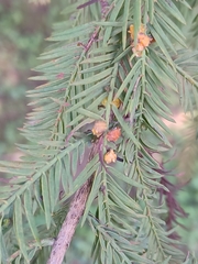 Taxodiomyia cupressi