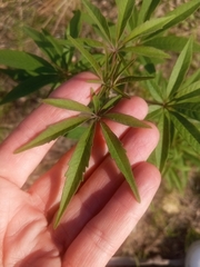 Vitex agnus-castus