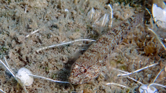 Gobius incognitus