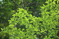 Daphnopsis