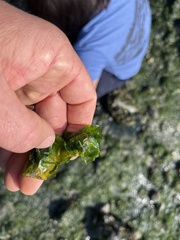 Emplectonema gracile