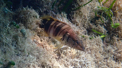 Serranus scriba