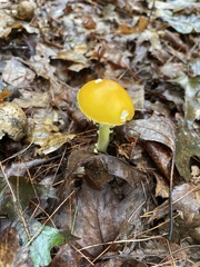 Amanita flavoconia