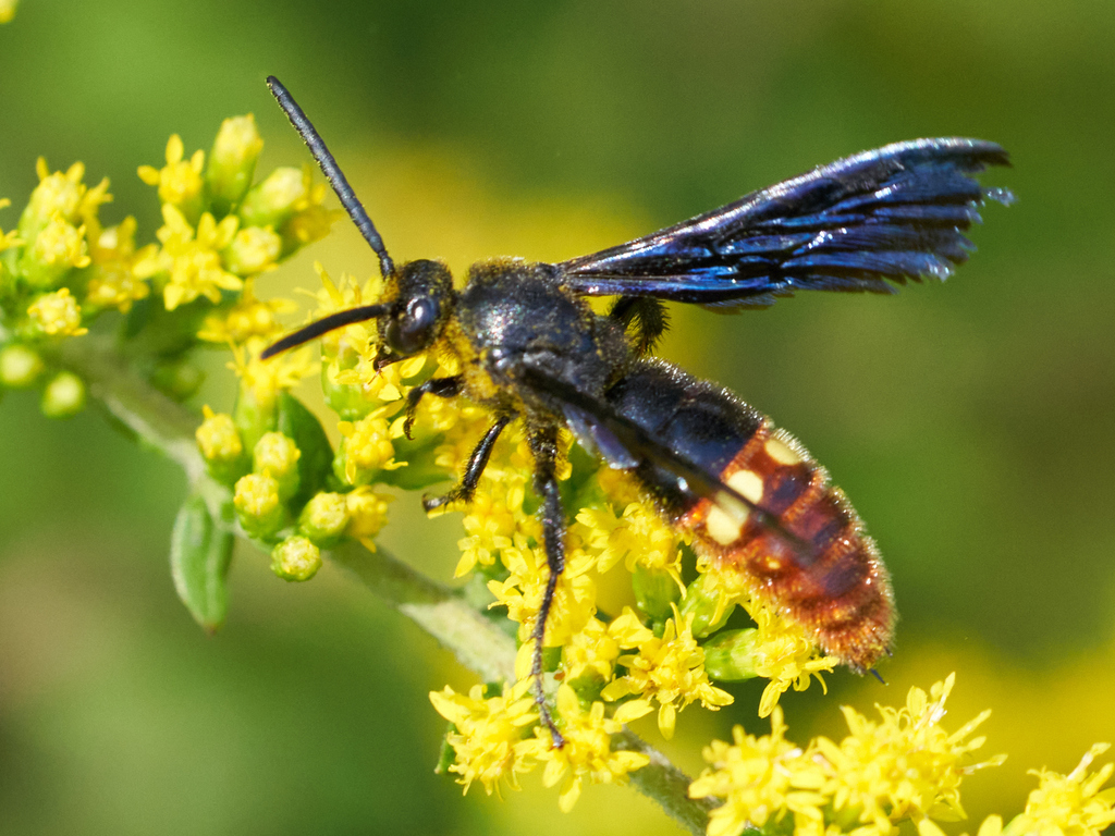 Blue-winged Scoliid Wasp