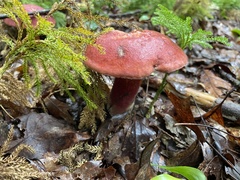 Baorangia