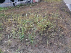 Sorghum × drummondii