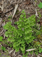 Adiantum chilense