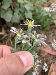 Eurybia radulina