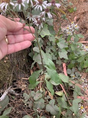 Eurybia radulina