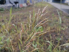 Sorghum × drummondii
