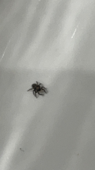 Pseudeuophrys erratica
