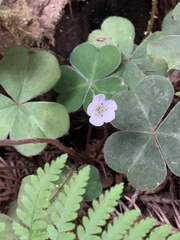 Oxalis oregana