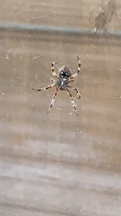 Neoscona domiciliorum