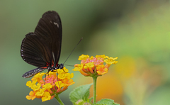 Heliconius doris obscurus