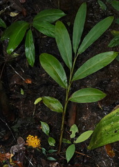 Etlingera burttii