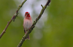 Carpodacus erythrinus